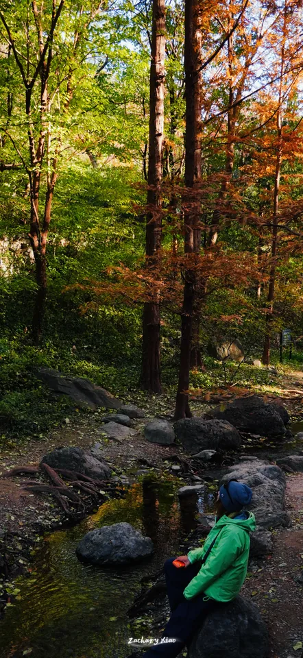 A person in green beside a stream in an autumn forest