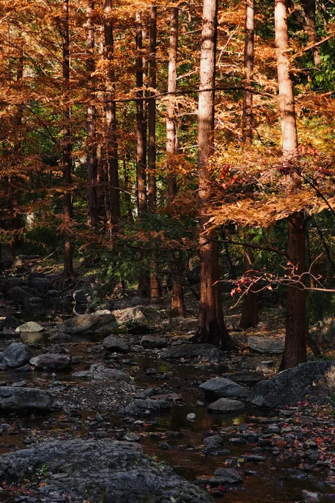 Autumn trees above a rocky woodland stream
