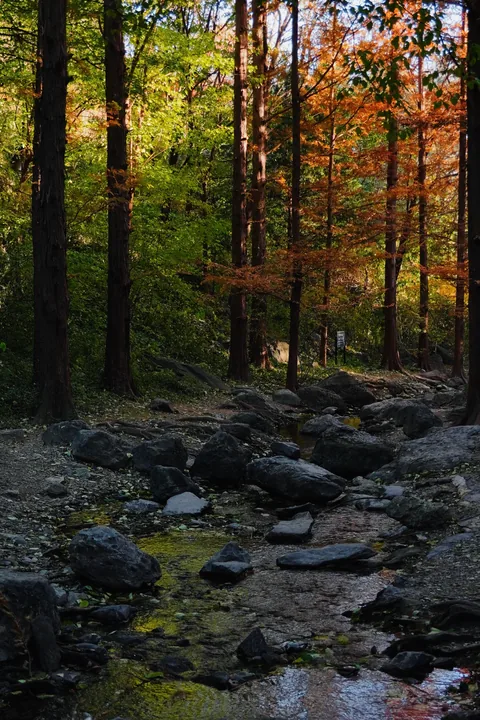 Sunlight falling across a forest stream