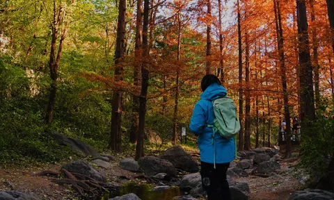 A person in blue beside a stream surrounded by autumn trees