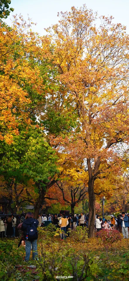 Visitors beneath autumn trees in a park
