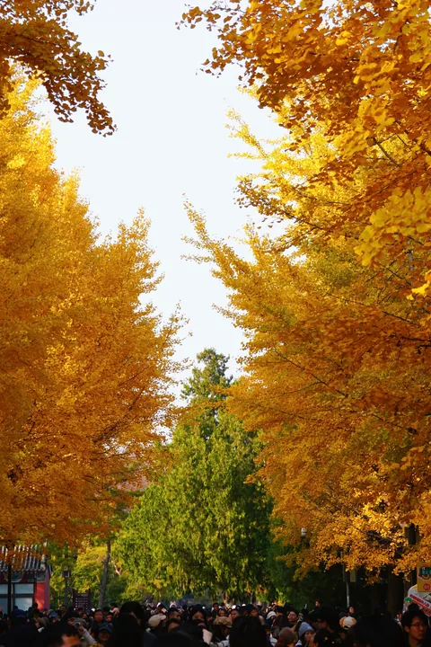 A crowded avenue beneath golden ginkgo trees