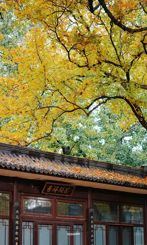 A traditional building framed by yellow leaves