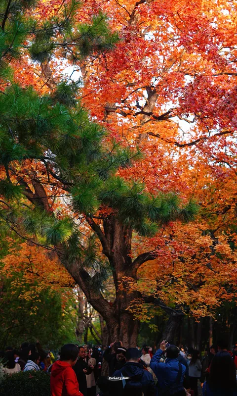 Red maple leaves above a gathering of visitors