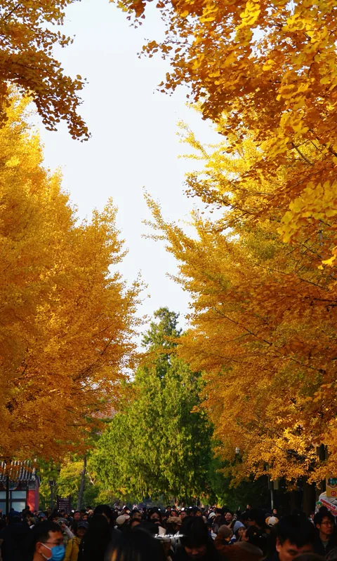 Golden trees lining a crowded park avenue