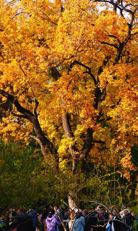 Sunlit ginkgo leaves above a crowd