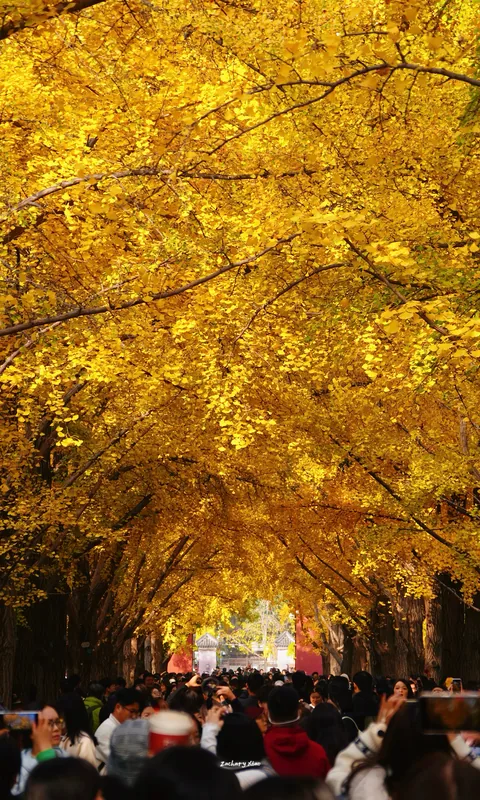 A canopy of golden ginkgo leaves above a park path