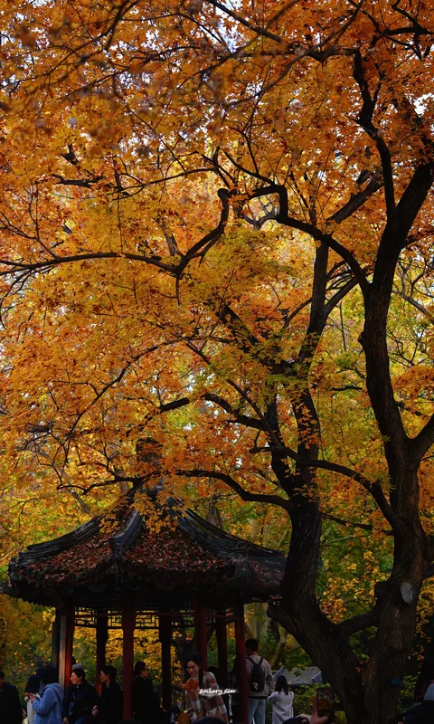 A pavilion beneath branching autumn trees