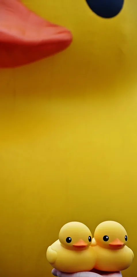 Yellow rubber ducks, large and small