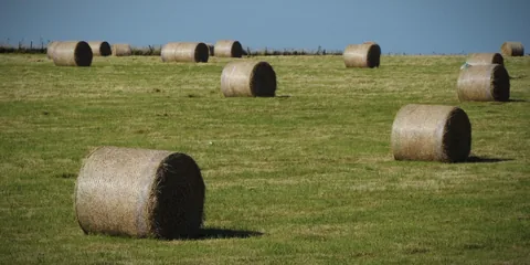 Hay bales scattered across a sunlit field