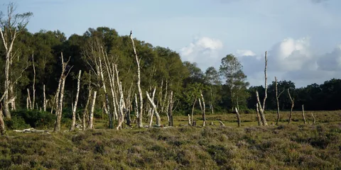 A woodland clearing in afternoon light