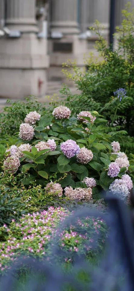 Hydrangeas beside a stone building