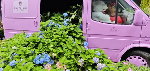 A pink van behind blue hydrangeas