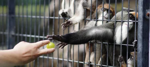 A lemur reaching toward a visitor