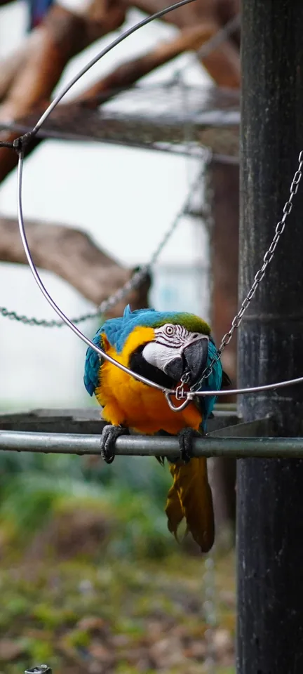 A macaw perched on a branch
