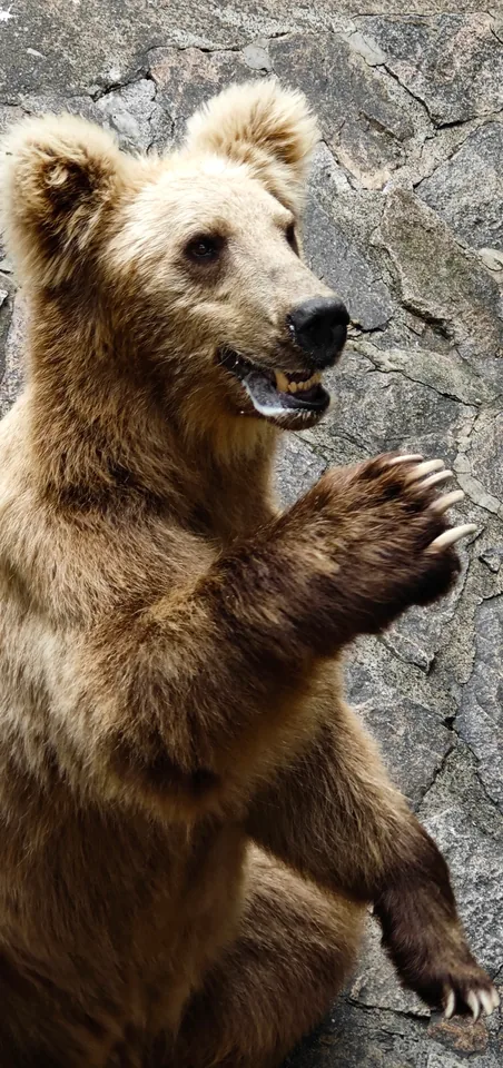 A bear beside a rock wall