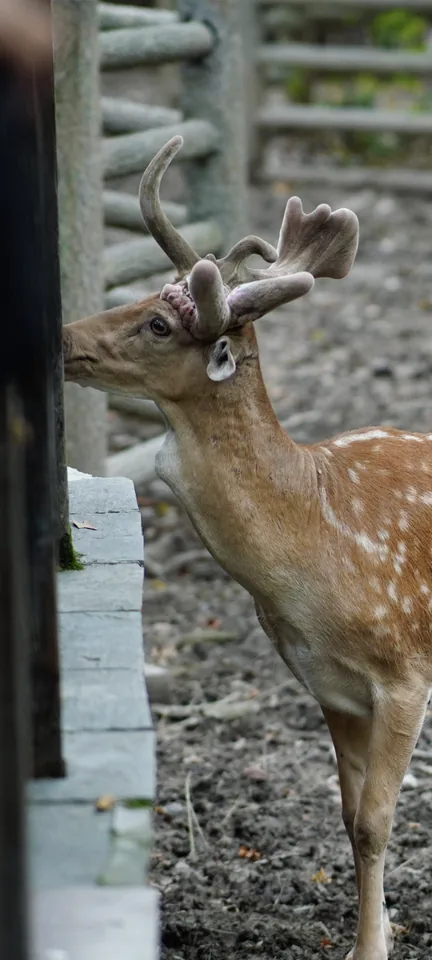 A deer beside a fence