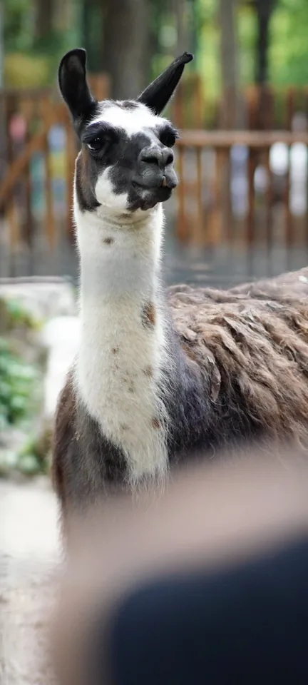 A llama looking toward the camera