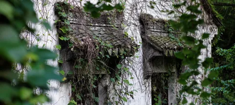 Leaves framing an old brick wall