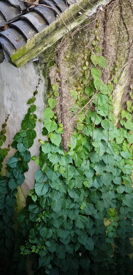 Ivy climbing weathered brickwork