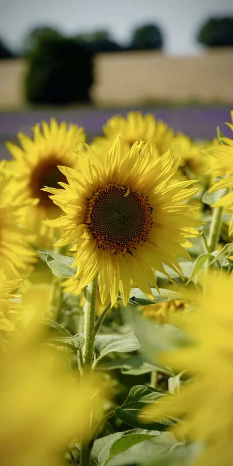 Sunflowers in bright daylight
