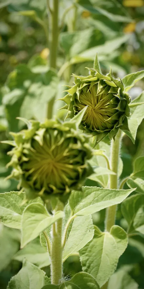 Green sunflower heads and leaves