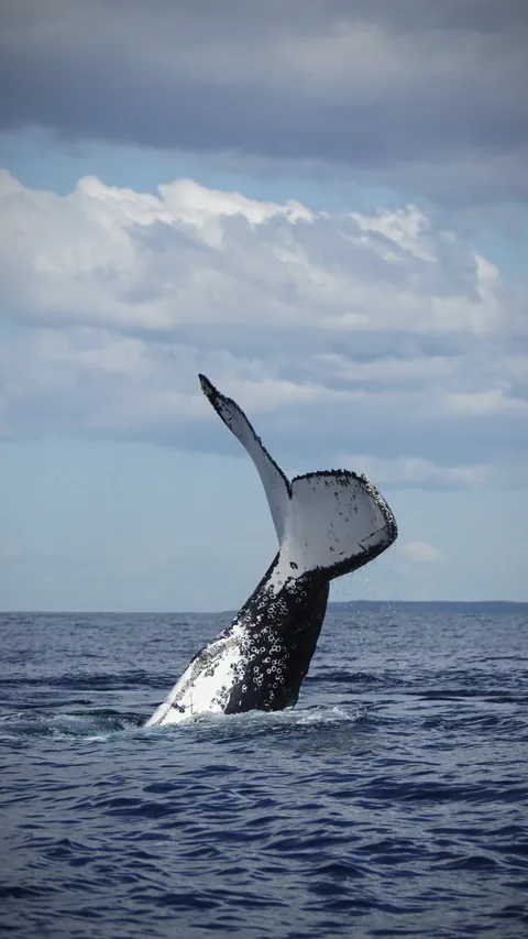 A whale tail rising from the sea