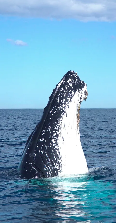 A whale breaching above blue water